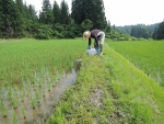 EM光合成菌の散布と農道の除草剤散布