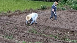 大根の種蒔き