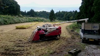 天気予報を見ながら、稲刈り