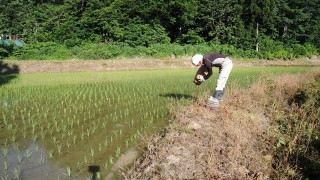 EM菌の散布と培養