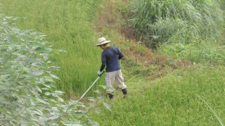 草刈りとおぢや祭りの準備