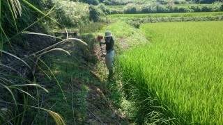 草刈りとおぢや祭り