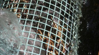 泥臭さを取ります