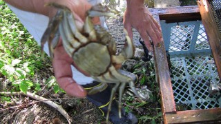 天然のモクズカニ