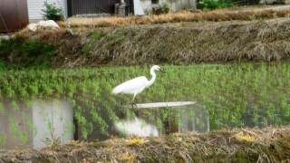 サギの訪問