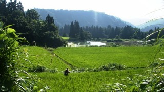 夏の棚田