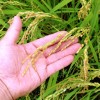 お米の収穫量