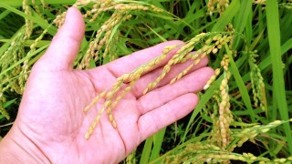 お米の収穫量