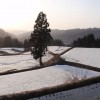 棚田の雪