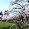 満開の桜