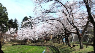 満開の桜