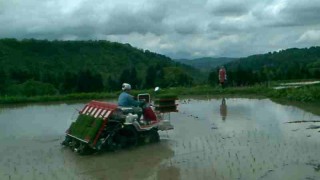 こがね餅の田植え