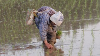 植え直し(補植）作業