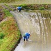 田植えが終了
