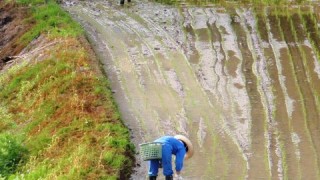 田植えが終了