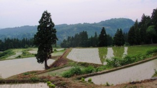 雨を待つ棚田