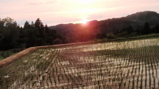 棚田の水不足が深刻に