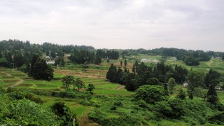 雨を待つ棚田