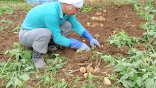 ジャガイモ掘り