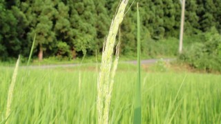 こがね餅と亀の尾の出穂