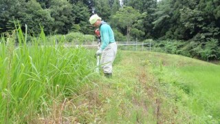 草刈の毎日