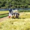 稲刈りが始まる