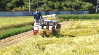 稲刈りが始まる