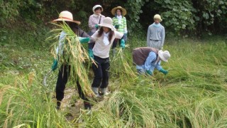 バリバリの新米発送を開始