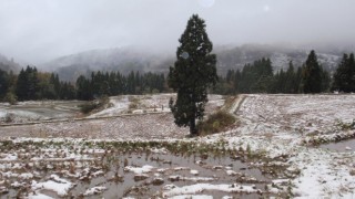 初雪