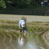田植えと植え直しが終了
