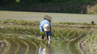 田植えと植え直しが終了