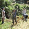 稲刈り体験ツアー