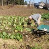 白菜の収穫
