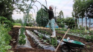 家事消費野菜