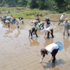 田植えが終りました