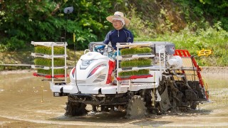 棚田の田植えが最盛期を迎えている