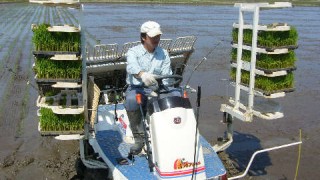 田植え作業