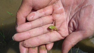 おたまじゃくし？　カエル？