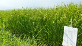 順調に生育しています