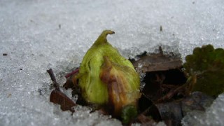 フキノトウの芽