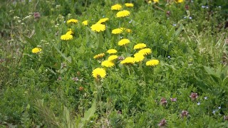 刈るに刈れない