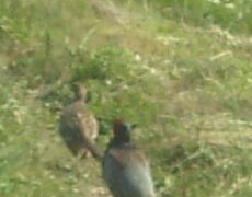 ピョーヒョロロ