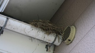 鳥の巣
