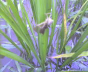 トンボの抜け殻