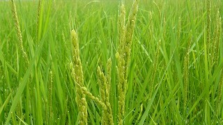 花が咲き始めました