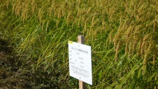 収穫が待ち遠しい