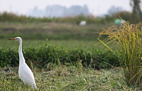 稲刈りスタート