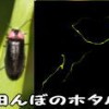 田んぼの蛍