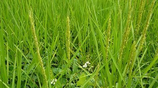 稲穂が出始めました