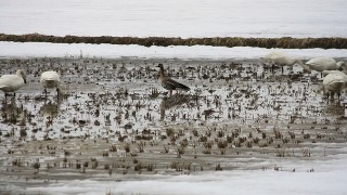鳥たちは知っている